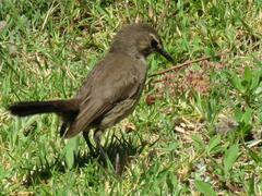 Cercotrichas coryphoeus coryphoeus