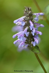 Nepeta laevigata