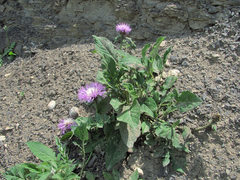 Psephellus daghestanicus