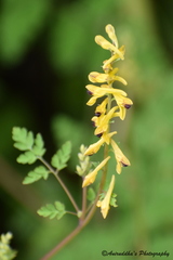 Corydalis cornuta