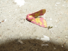 Psectrotarsia euposis