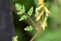 Corydalis cornuta