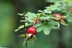 Rosa sericea