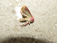 Psectrotarsia euposis