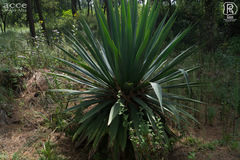 Furcraea
