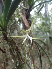 Jumellea stenophylla image