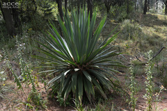 Furcraea