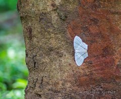 Dissoprumna erycinaria