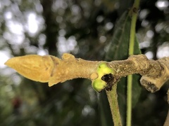 Juglans ailantifolia