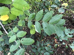 Juglans ailantifolia