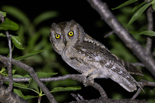 Foto de Eurasian Scops Owl