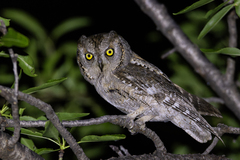 Eurasian Scops Owl photo 3