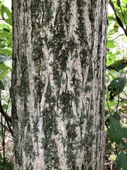 Juglans ailantifolia