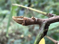Juglans ailantifolia