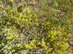 Aspalathus ericifolia ericifolia
