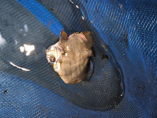 Banded drepane (Drepane longimana) — Drepaneidae