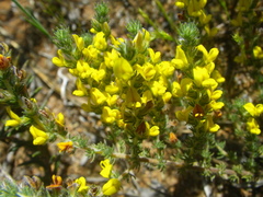Aspalathus ericifolia ericifolia