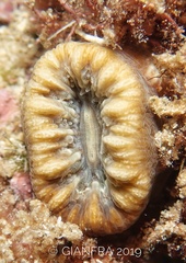 Balanophyllia europaea image