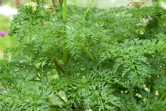 Selinum vaginatum