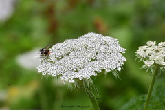 Selinum vaginatum