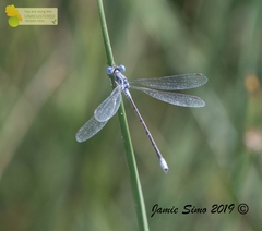 Lestes unguiculatus