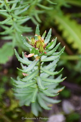 Rhodiola heterodonta