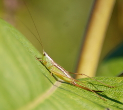 Conocephalus saltans