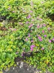 Mirabilis jalapa