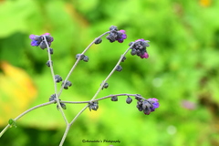 Cynoglossum microglochin