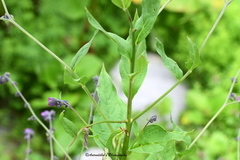 Cynoglossum microglochin