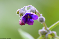 Cynoglossum microglochin