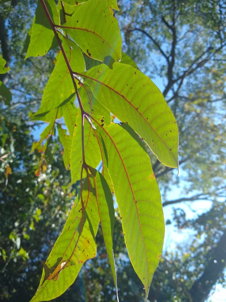 poison sumac from Middle Township, NJ, USA on October 01, 2019 at 0218