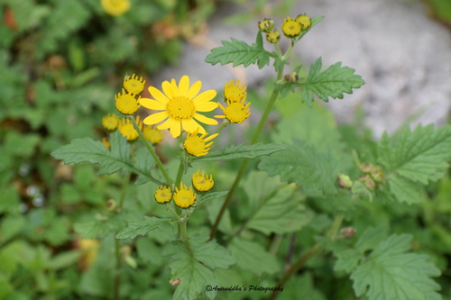 Himalayan Golden Daisy (Jacobaea analoga)