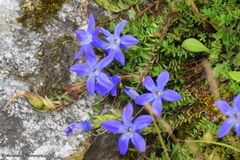 Cyananthus microphyllus