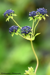 Bupleurum longicaule