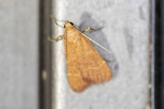 Parachma ochracealis