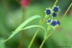 Bupleurum longicaule