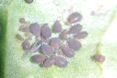 Aphis rumicis