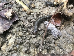 Desmognathus valtos