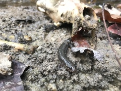 Desmognathus valtos
