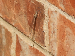 Argia sedula