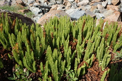 Polystichum lemmonii