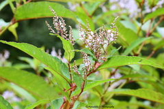 Koenigia polystachya