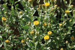 Erigeron petrophilus viscidulus