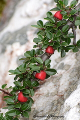 Cotoneaster rotundifolius