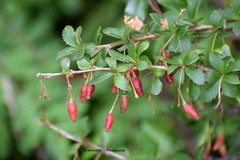 Berberis jaeschkeana