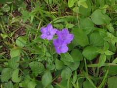 Ruellia hookeriana