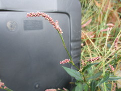 Persicaria setacea