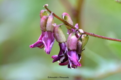 Astragalus chlorostachys