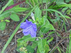 Ruellia lactea